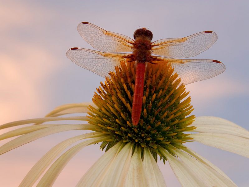 Red Dragonfly on a Coneflower.jpg