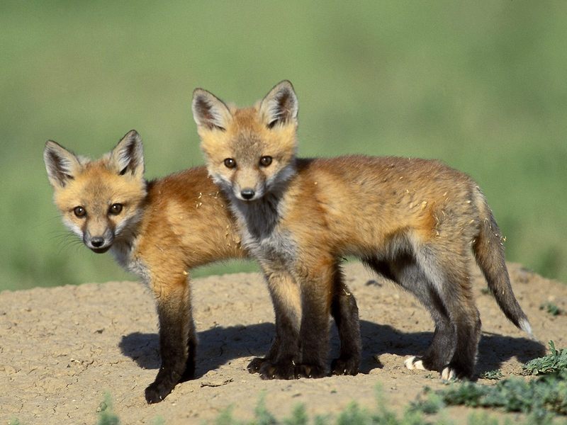 Red Fox Cubs.jpg