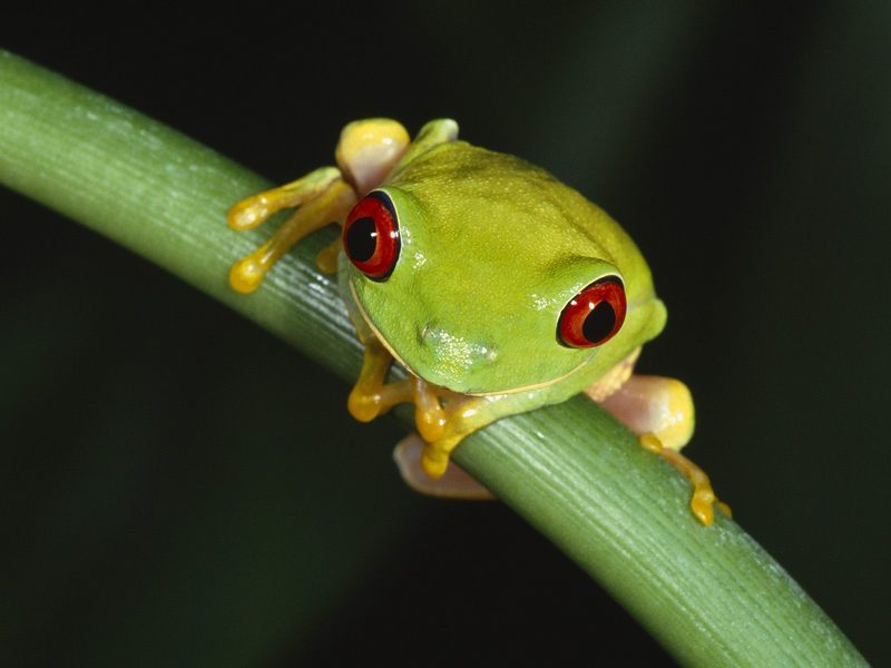 Red-Eyed Tree Frog.jpg