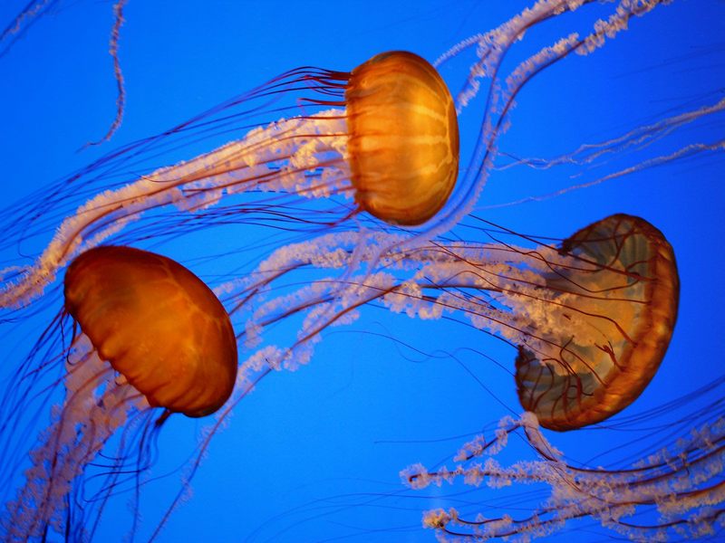 Sea Nettles Monterey Aquarium California.jpg