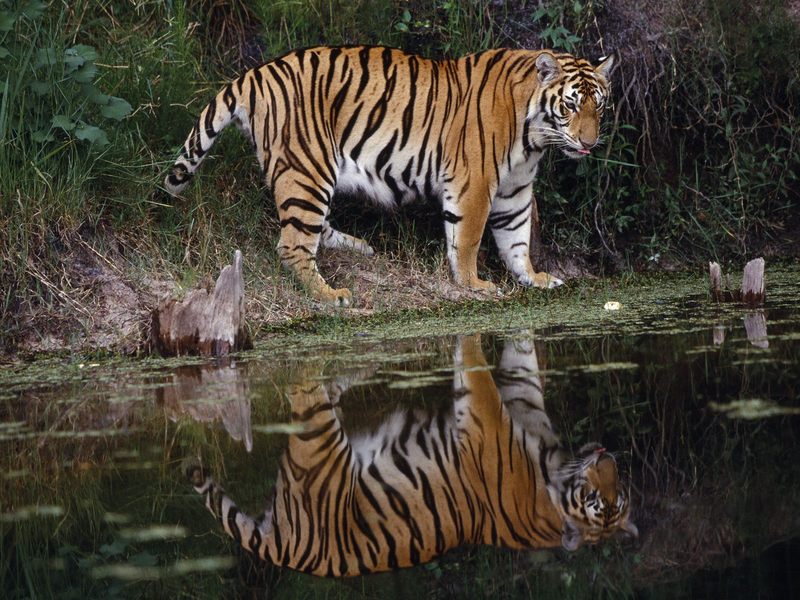 Tiger Reflected.jpg