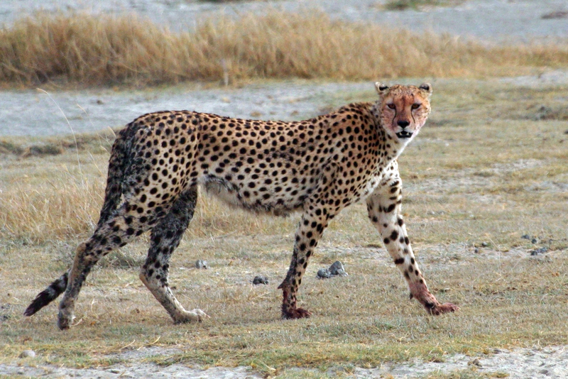Acinonyx jubatus walking-Cheetah (Acinonyx jubatus).jpg