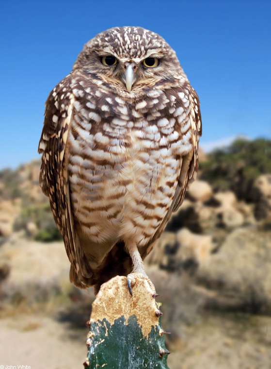 Burrowing Owl (Athene cunicularia).jpg