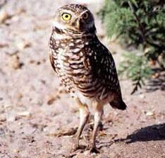 BurrowingOwl23-Burrowing Owl (Athene cunicularia).jpg