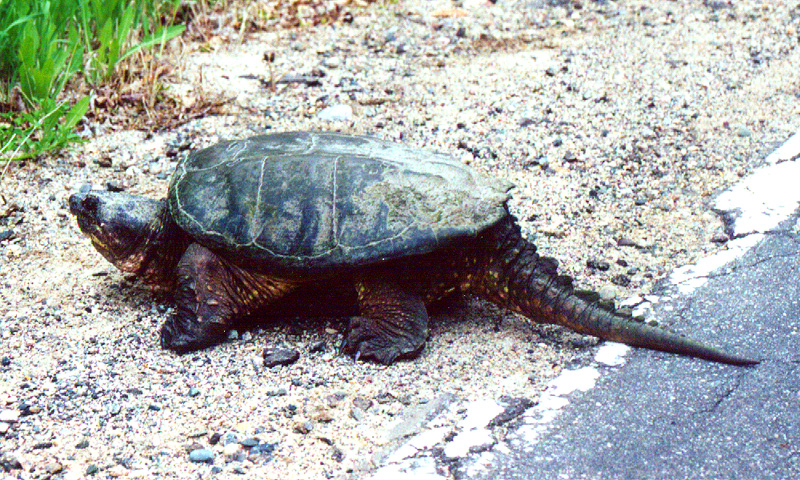 Common Snapping Turtle 1994-Chelydra serpentina.jpg