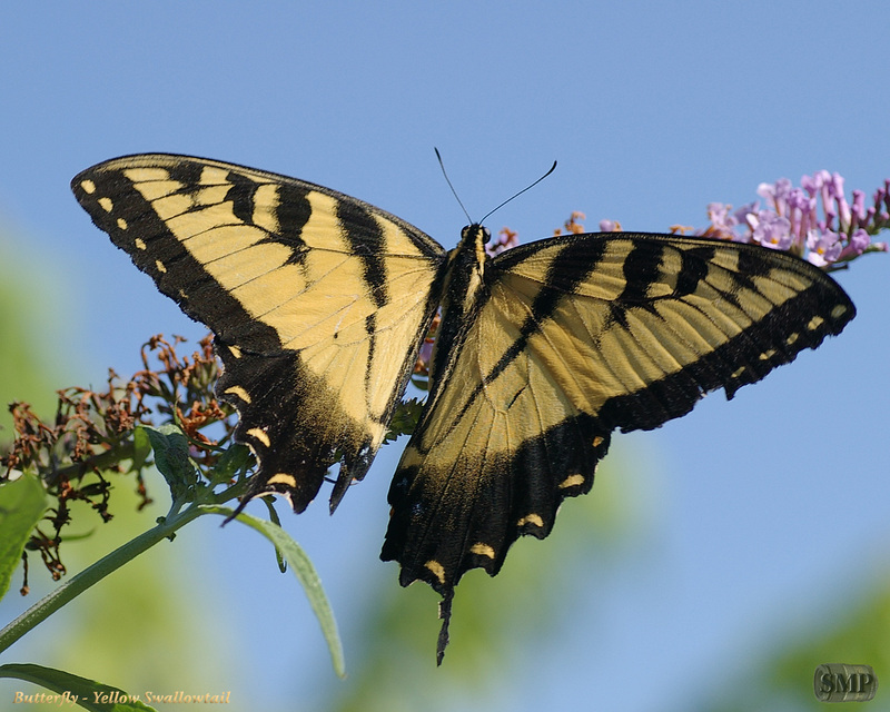 SMP SDC 0168 Butterfly-Yellow Swallowtail.jpg