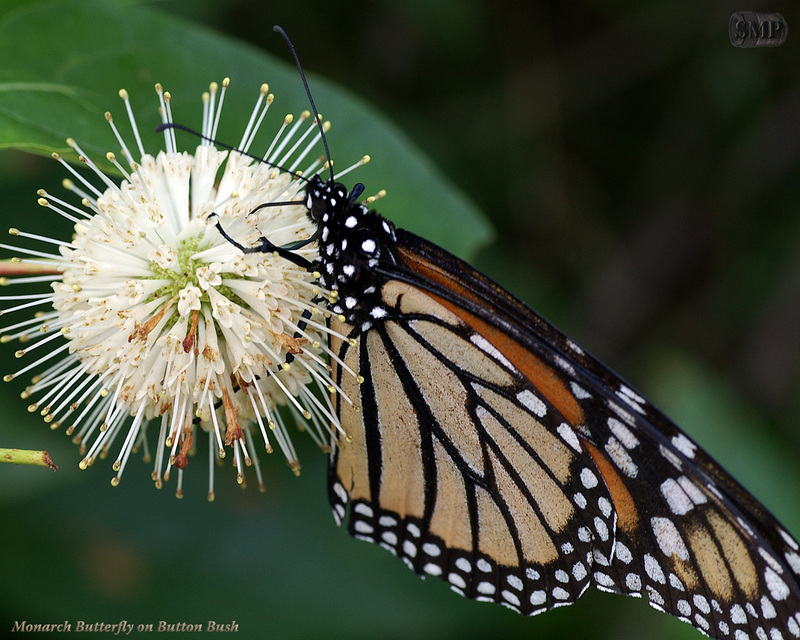 SMP SDC 0219 Monarch Butterfly on Button Bush.jpg
