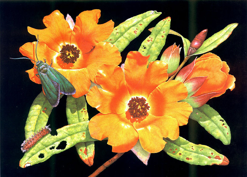 orange guinea flower,forester caterpillar & moth.jpg