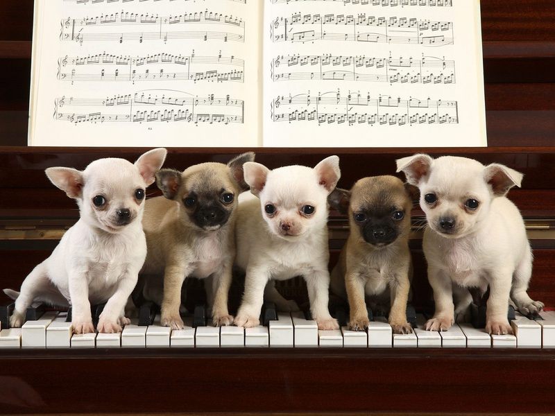 A Chihuahua Concerto.jpg
