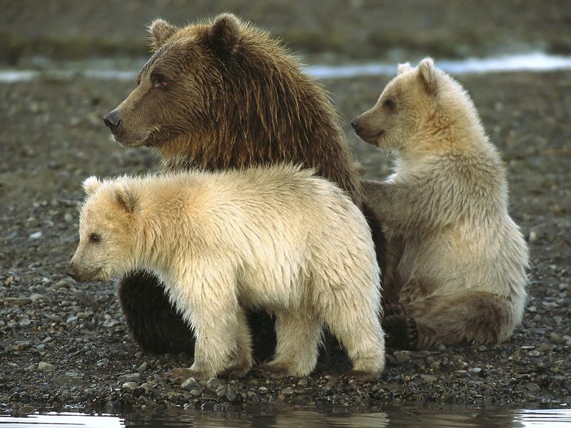 Bears in Katmai National Park Alaska.jpg