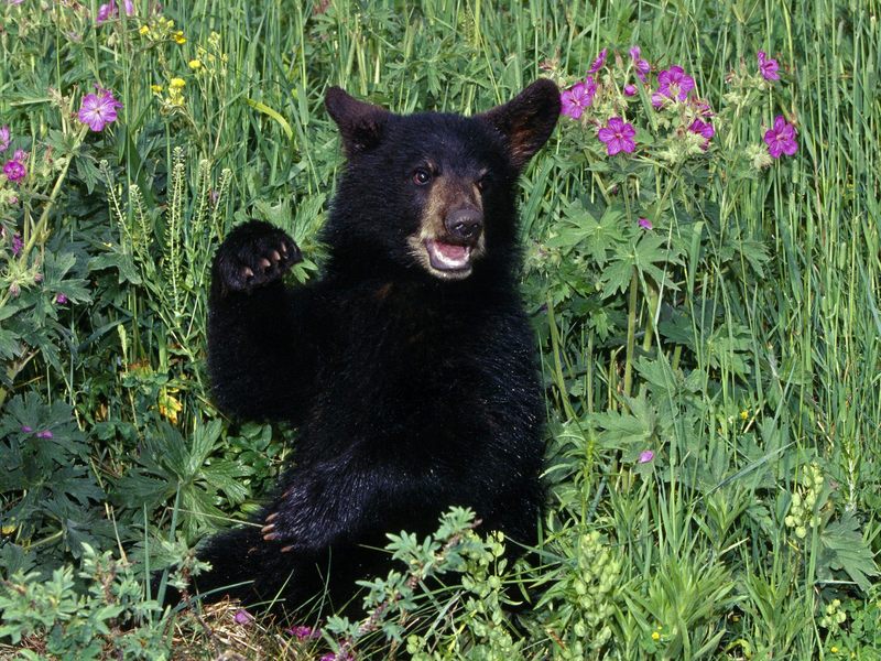 Black Bear Cub in Wildflowers.jpg