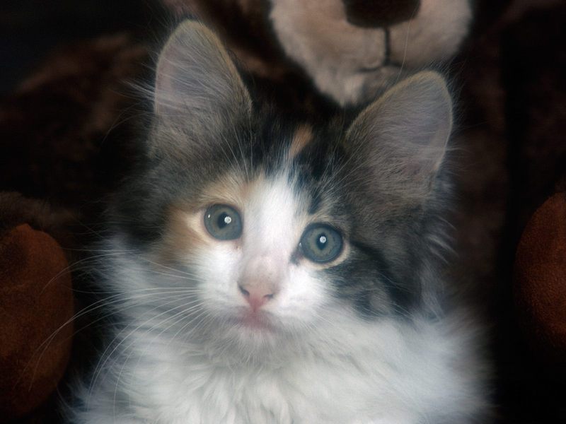 Calico Kitten.jpg