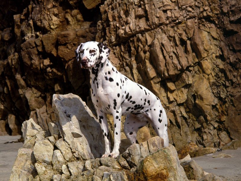 Dalmatian on Rocky Beach.jpg