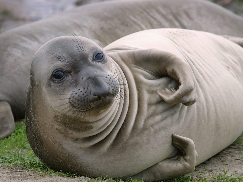 Elephant Seal Pup A  Nuevo State Reserve California.jpg