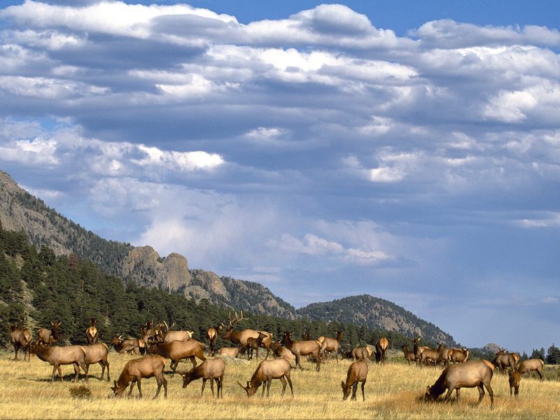 Elk Herd Colorado.jpg