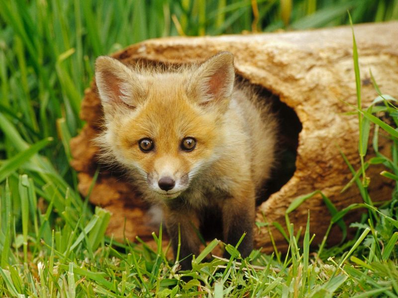 Red Fox Pup.jpg