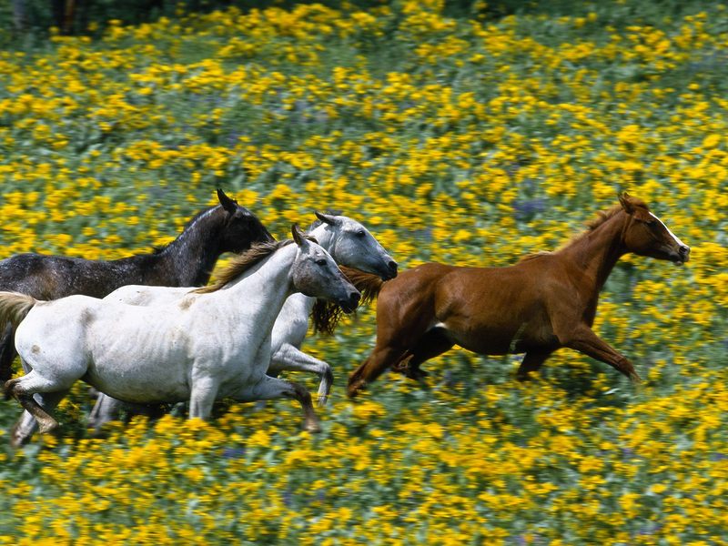 Running Horses.jpg