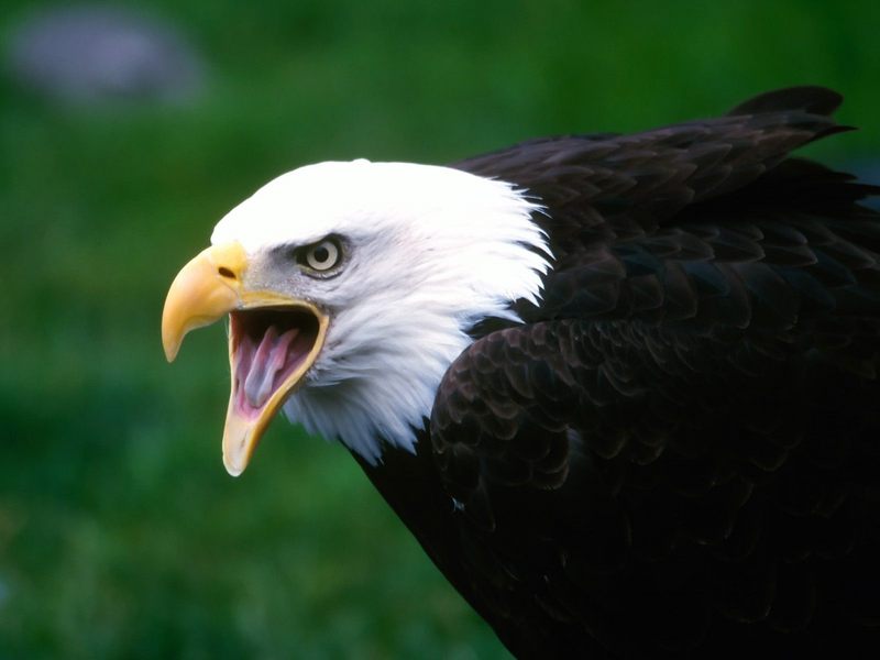 Screaming Eagle.jpg
