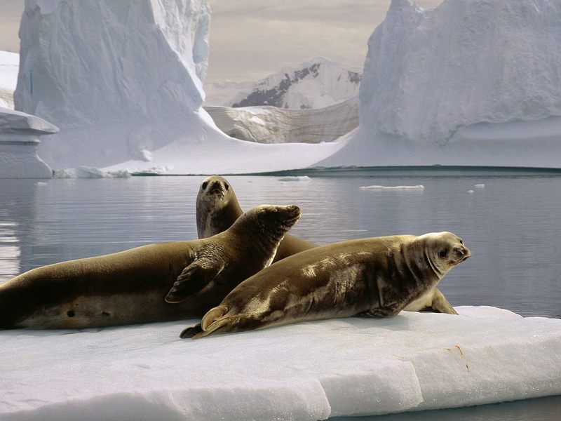 Seals at the South Pole Antarctica.jpg