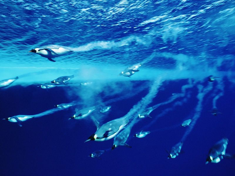 Swimming Emperor Penguins Antarctica.jpg