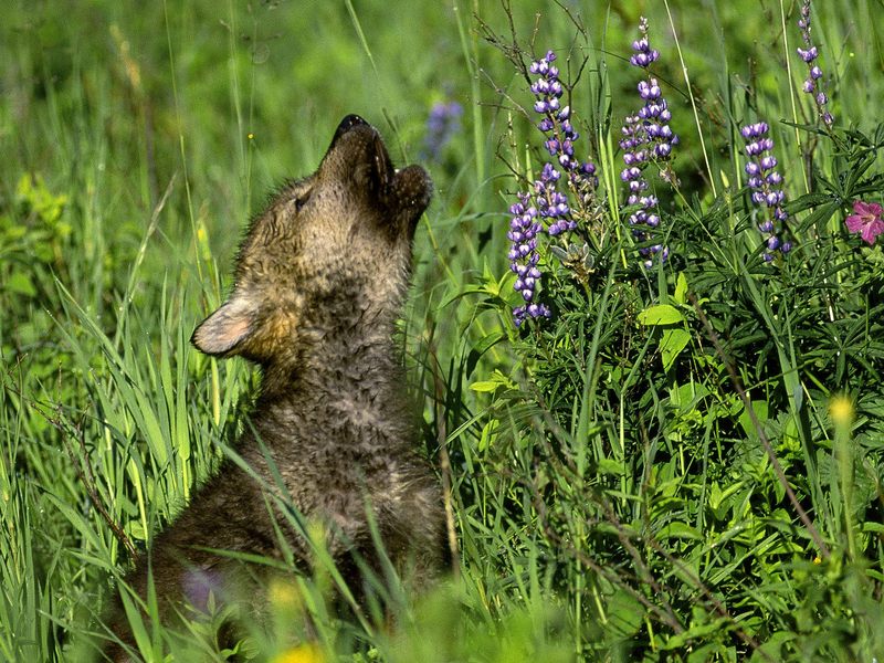Wolf Cub.jpg