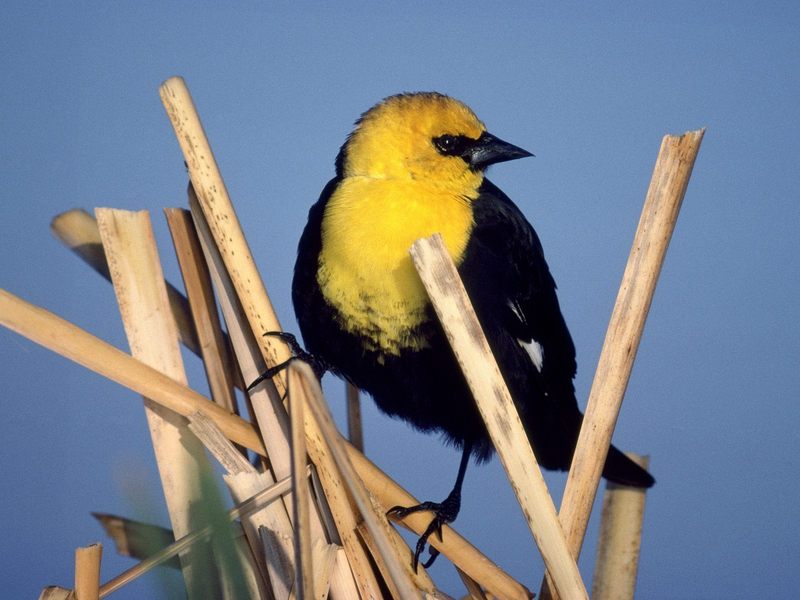 Yellow-Headed Blackbird.jpg