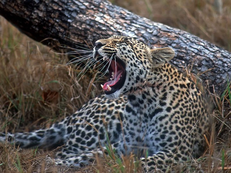 Young Leopard Sabi Sand Wildtuin Reserve South Africa.jpg