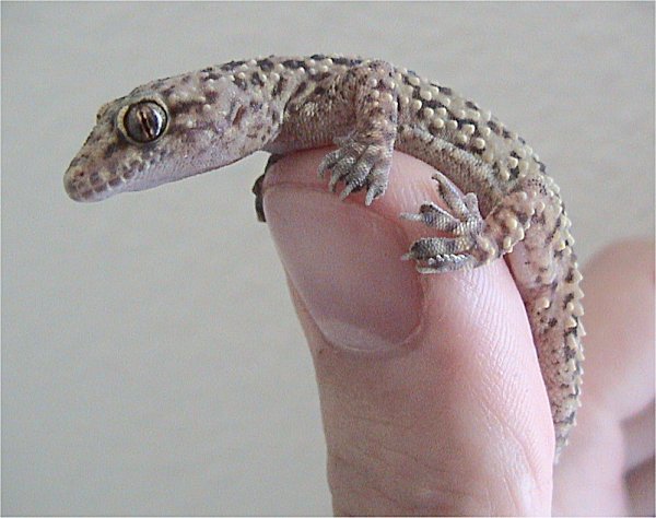 Mediterranean House Gecko (Hemidactylus turcicus).jpg