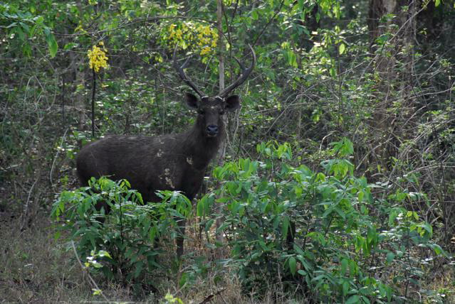 Sambar-deer-in-forest-Sambar Deer (Cervus unicolor).jpg