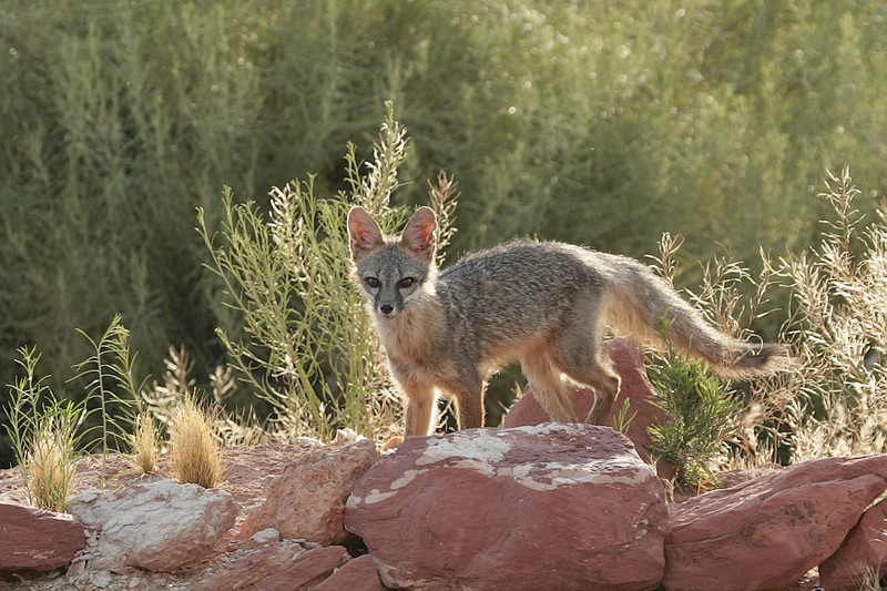 Kit fox tds-Kit Fox (Vulpes macrotis).jpg
