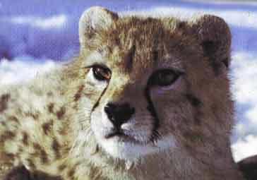 Asiatic Cheetah (Acinonyx jubatus venaticus).jpg