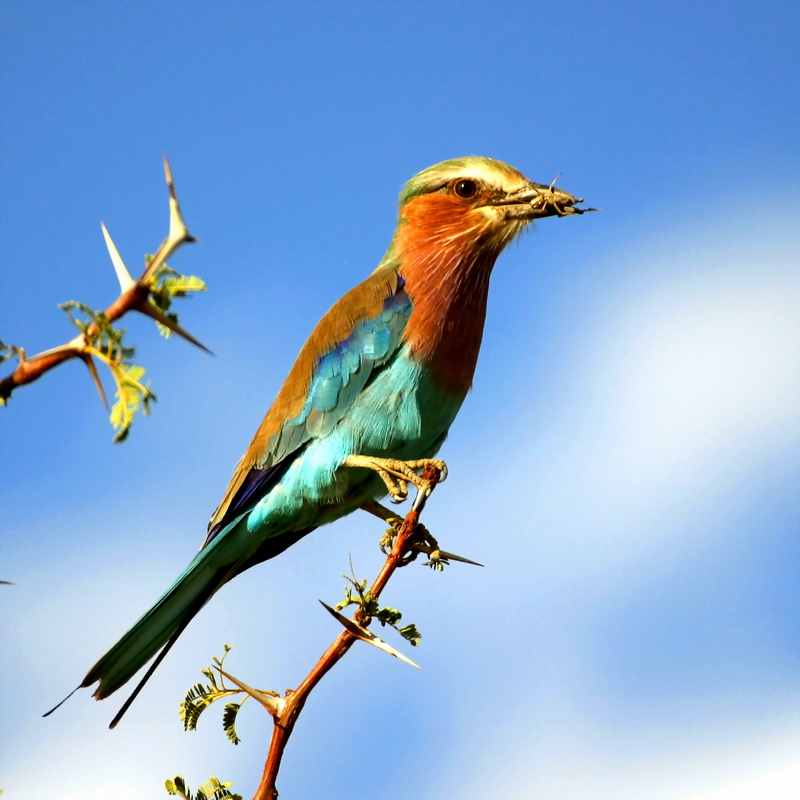 Lilac-breasted Roller with Grasshopper on Acacia tree in Botswana (small)-Coracias caudata.jpg