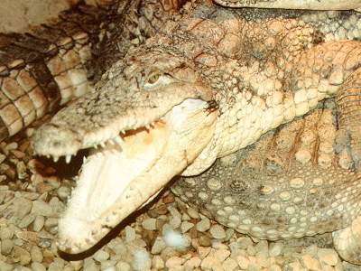 Cuban Crocodile (Crocodylus rhombifer).jpg