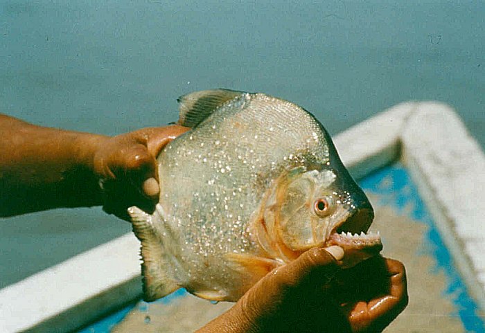 Piranha medium-Redeye Piranha (Serrasalmus rhombeus).jpg