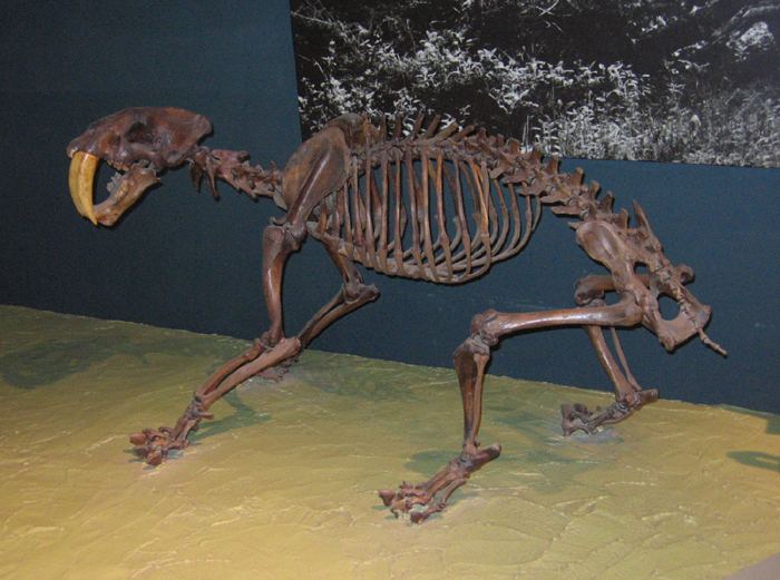 Smilodon californicus skeleton fossil.jpg