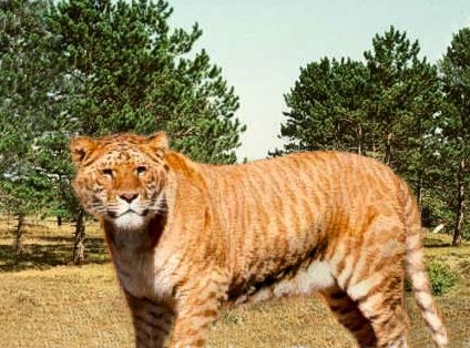 Bertram the liger.jpg