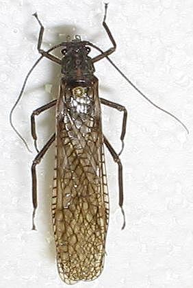 Pteronarcyidea-stonefly.jpg