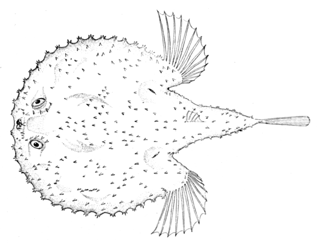 Starry Handfish (Halieutaea stellata) - batfish.jpg