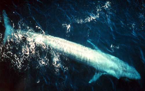 Bluewhale877-Blue Whale (Balaenoptera musculus).jpg