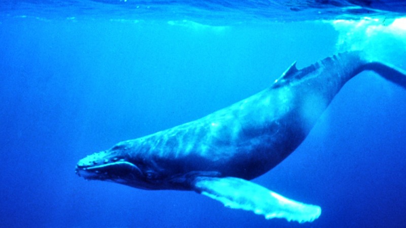Humpback Whale underwater shot-Humpback Whale (Megaptera novaeangliae).jpg