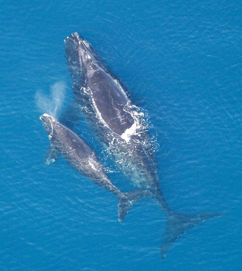 Eubalaena glacialis with calf-Atlantic Northern Right Whale (Eubalaena glacialis).jpg