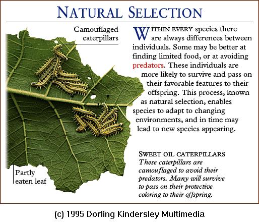 DKMMNature-Natural Selection-Sweet Oil Caterpillars.gif