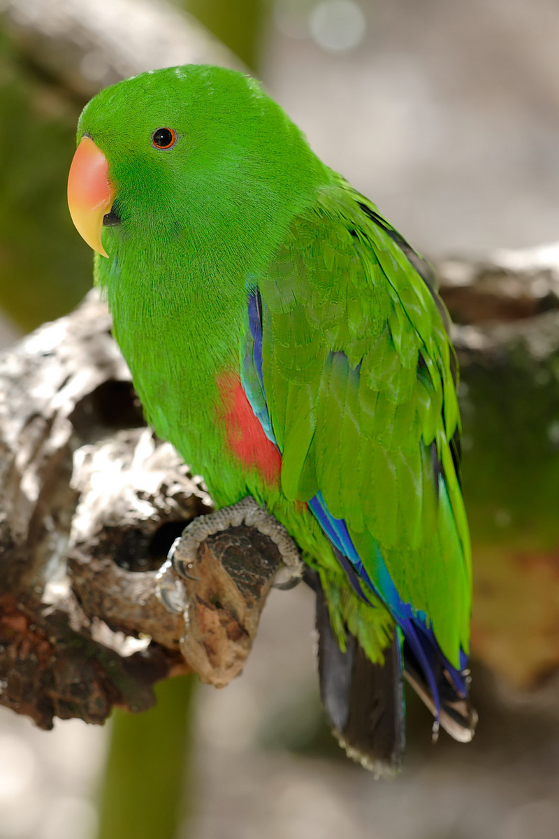 Eclectus Parrot - melbourne zoo-Eclectus Parrot (Eclectus roratus).jpg
