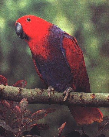 P01-Eclectus Parrot Red Female-On Branch.jpg