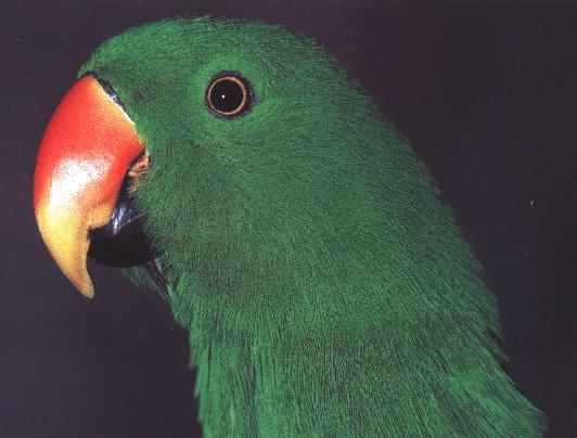 P02-Eclectus Parrot-Green Male-Head.jpg
