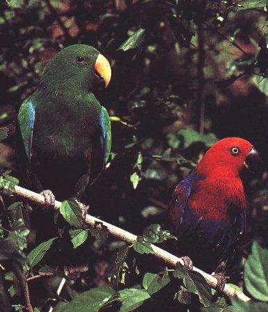 P03-Eclectus Parrots-Red Female-Green Male-On Branch.jpg