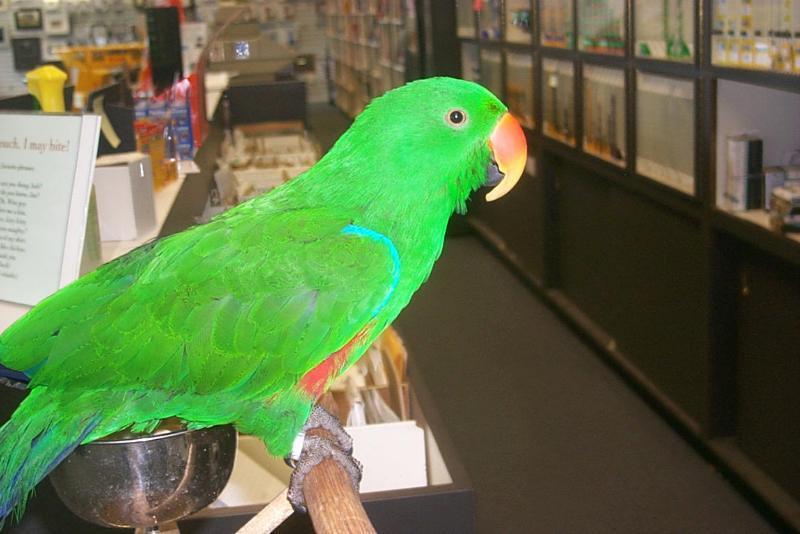 Flash-Red-sided Eclectus Parrot-male on bar-by Joel Williams.jpg