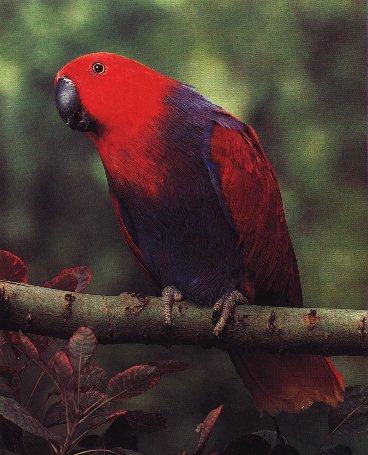 elepar-Eclectus parrot-perching on branch.jpg