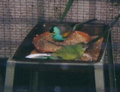 Golden-Shouldered-Parrots-2-Golden-shouldered Parrot (Psephotus chrysopterygius).jpg