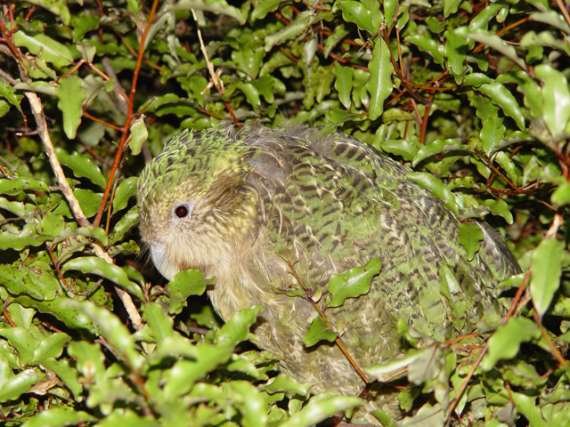 Strigops habroptilus, camouflage - Kakapo (Strigops habroptilus).jpg